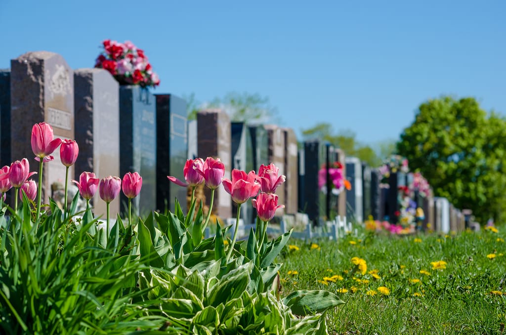 Aligned headstones in a cemetery with pink tulips in the foreground. Pasadena wrongful death lawyer