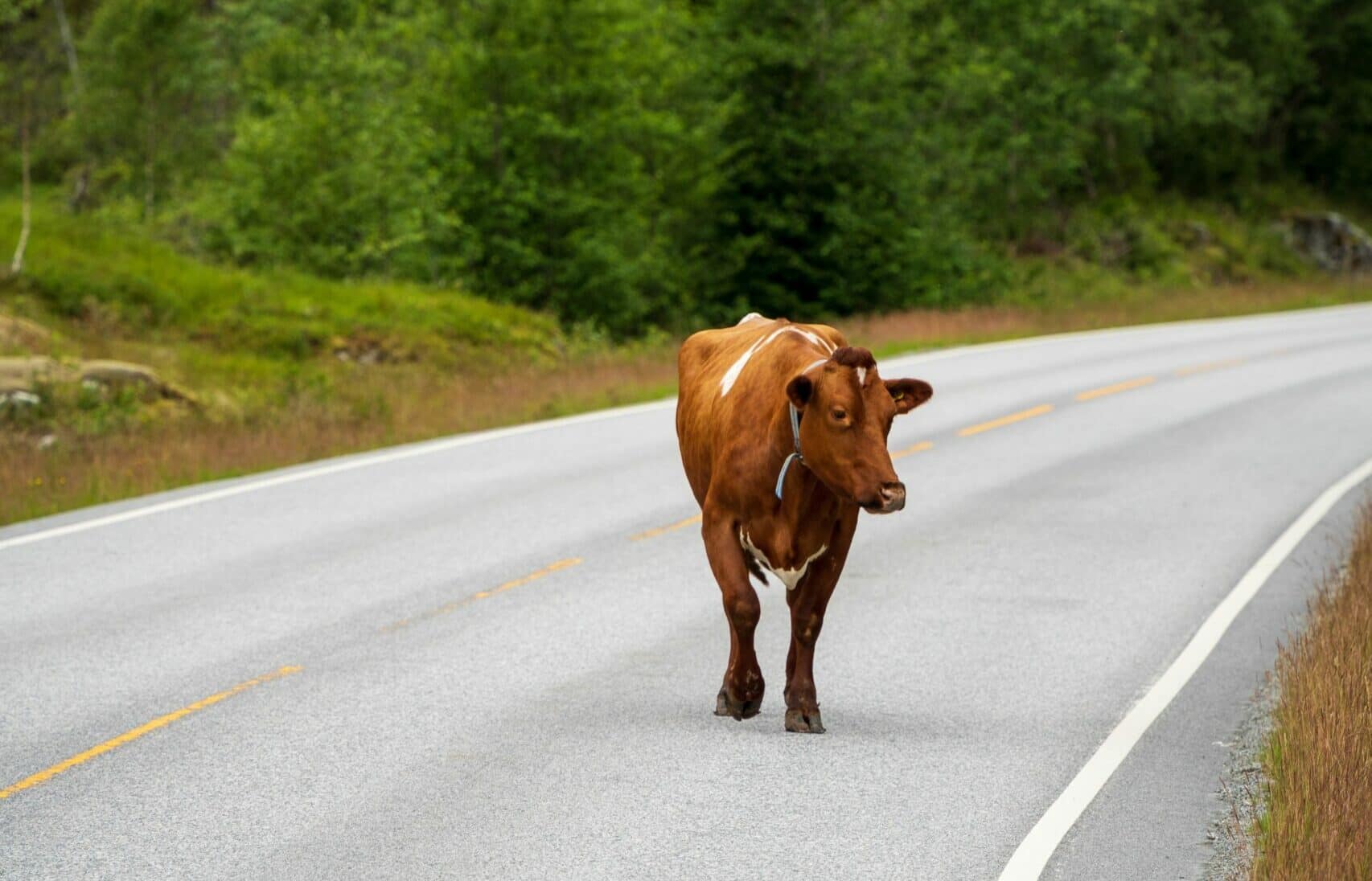 Cow on the road