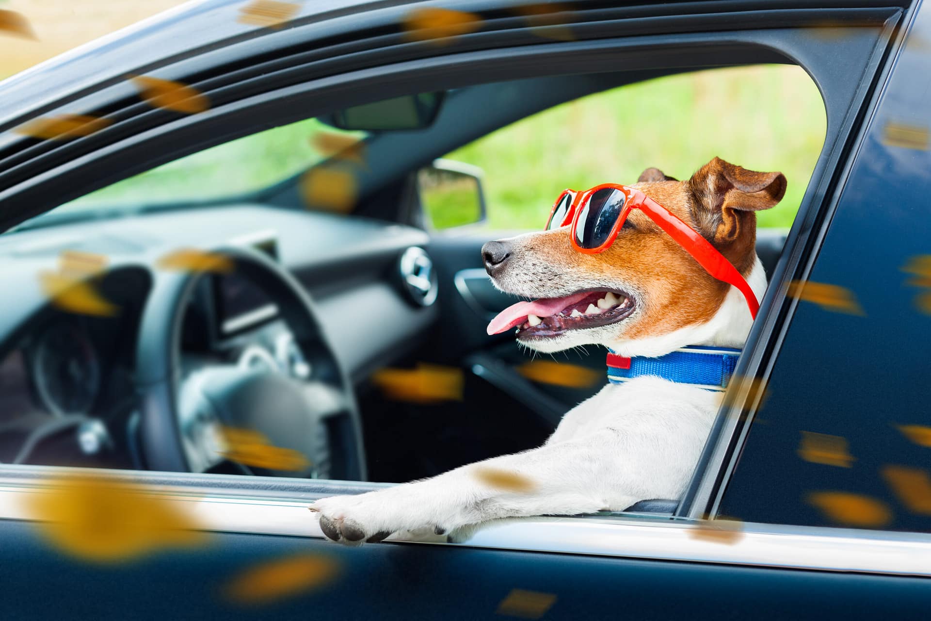 Dog sitting in the driver’s seat of a car, representing potential liability situations involving animals and injuries