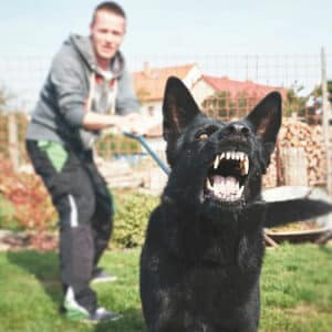 Dog bite lawyer