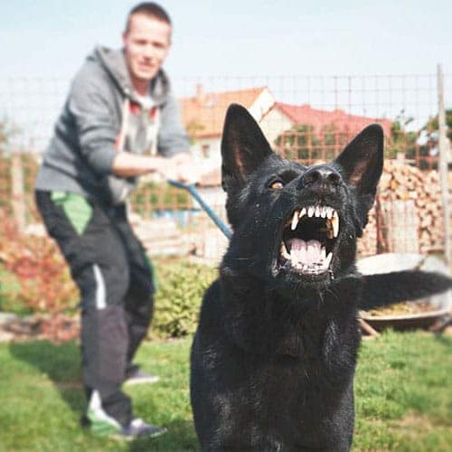 Dog bite lawyers