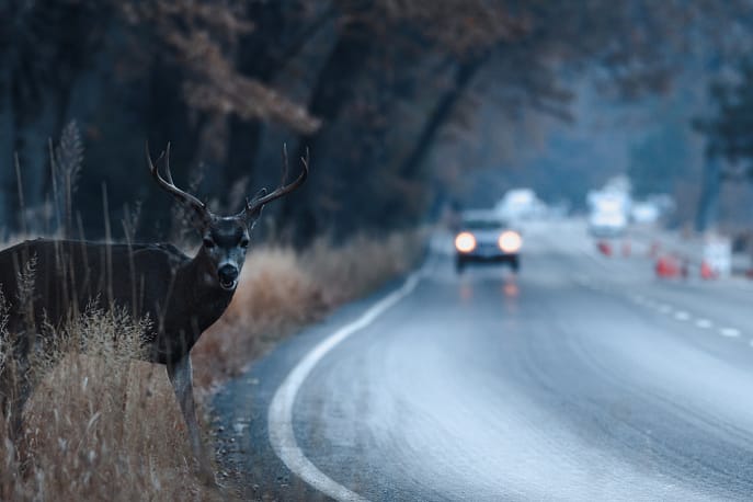 Venado bura macho intentando cruzar la carretera en el valle de Yosemite temprano en la mañana - Abogados de accidentes de venados o ciervos