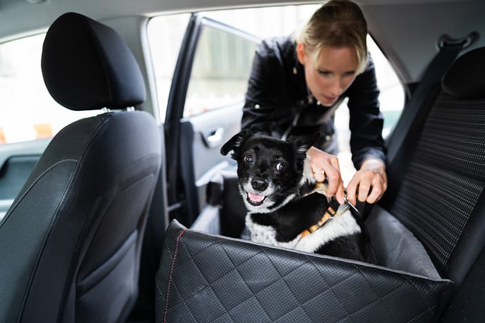 Consejos para viajar con seguridad con su perro en carro 2 Mujer sujetando al perro en el coche con el cinturón de seguridad en el asiento elevador: viajar con seguridad con su perro en su carro y todo lo que necesita saber sobre viajes seguros en coche con mascotas
