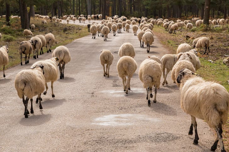 Rebaño de ovejas caminando por la carretera - Abogados de accidentes de ganado en Texas